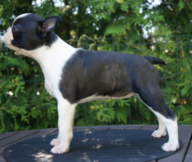  Copyright Kennel Noble Ones