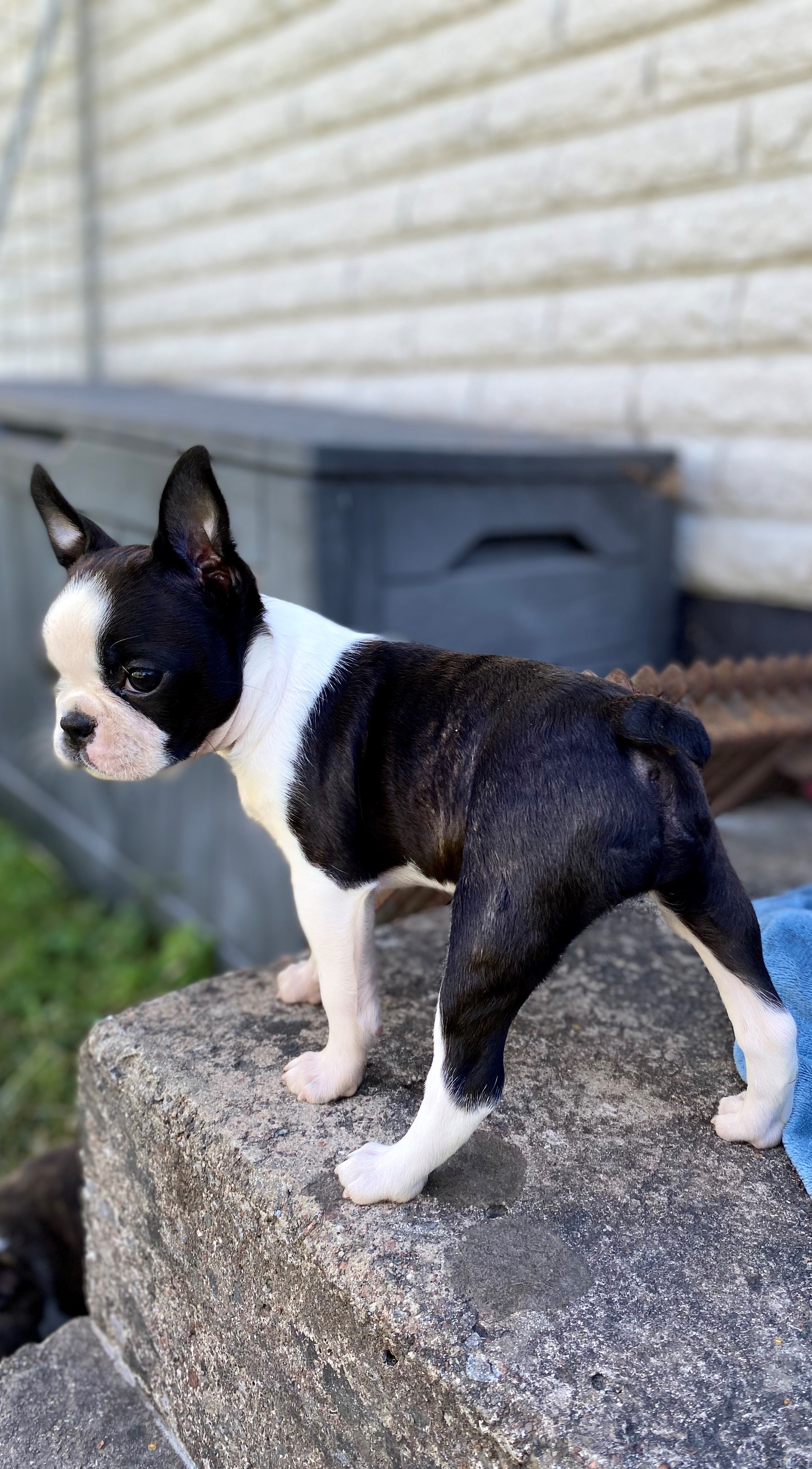  Copyright Kennel Noble Ones
