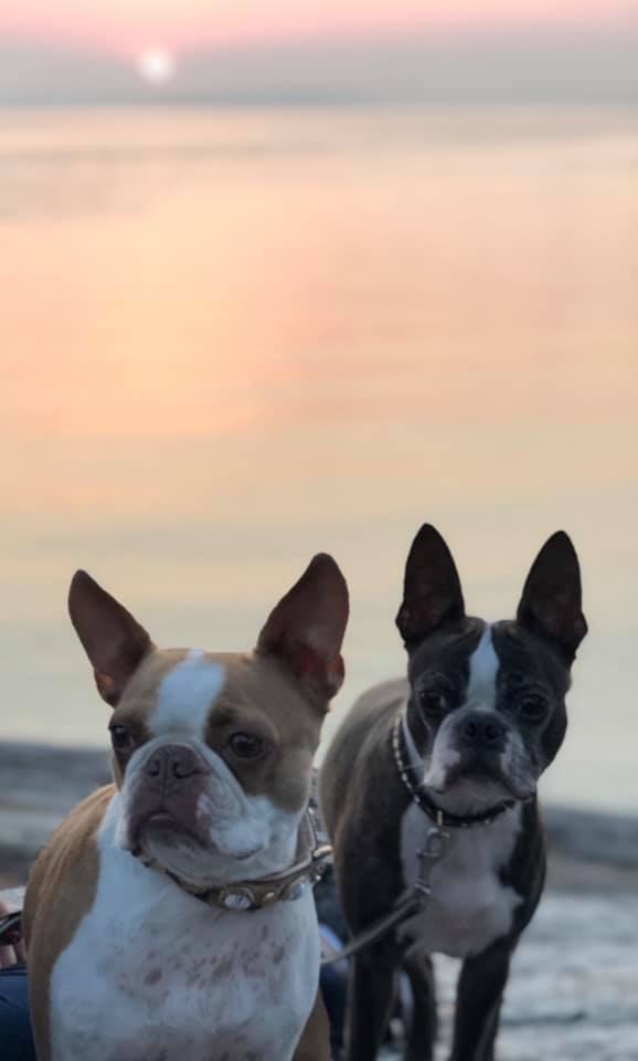  Copyright Kennel Noble Ones