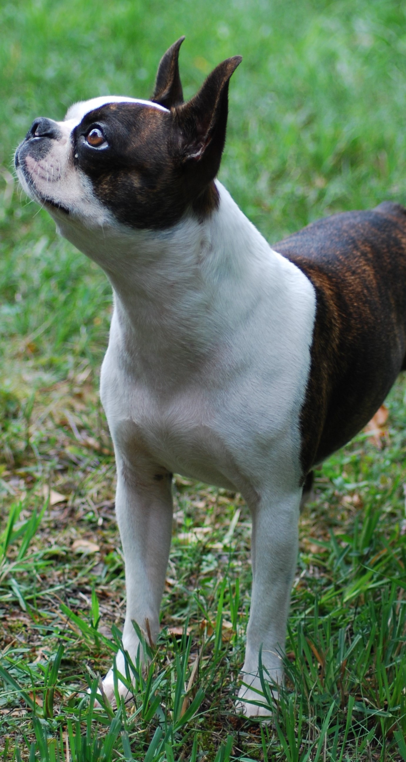  Copyright Kennel Noble Ones