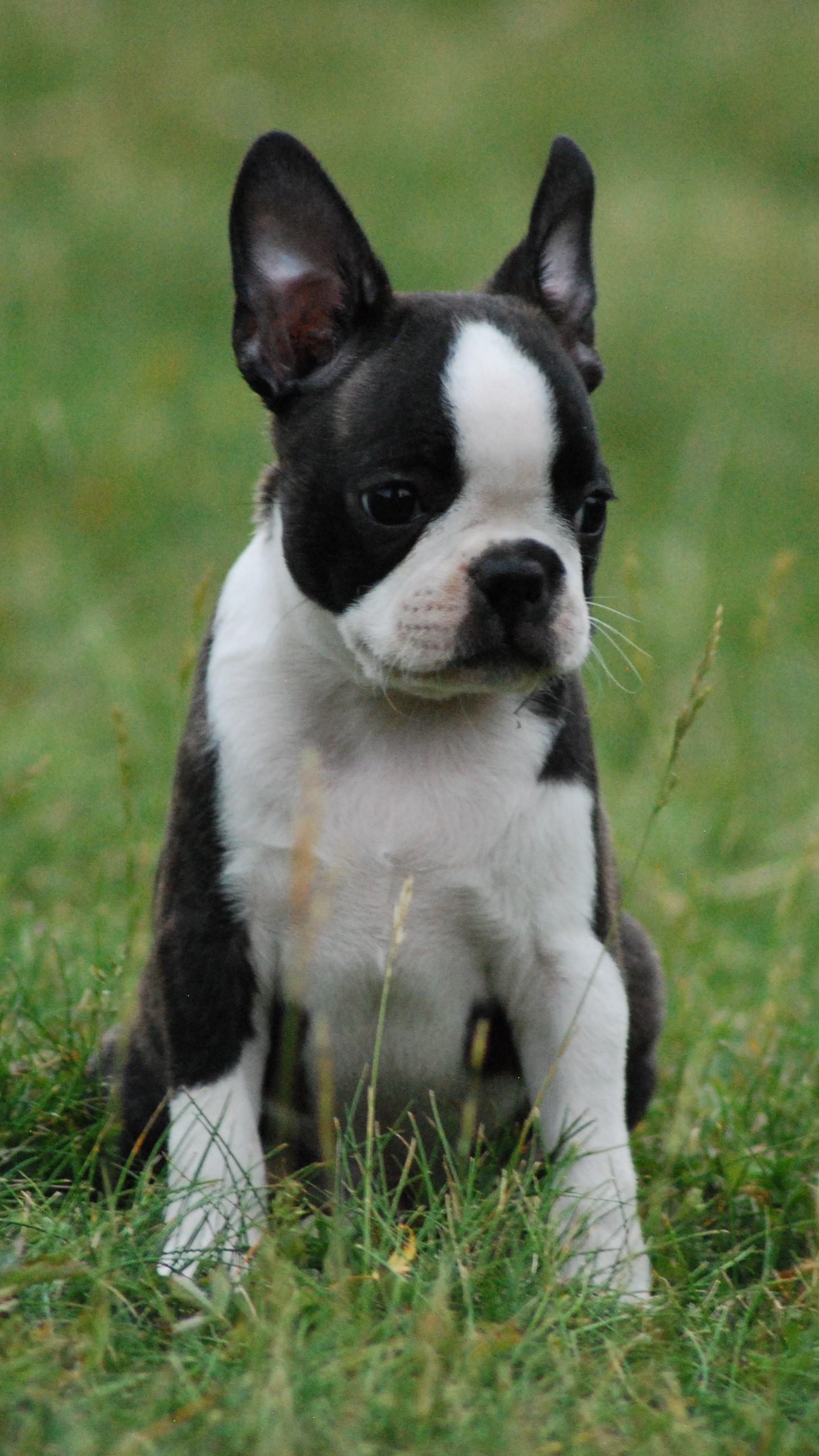  Copyright Kennel Noble Ones