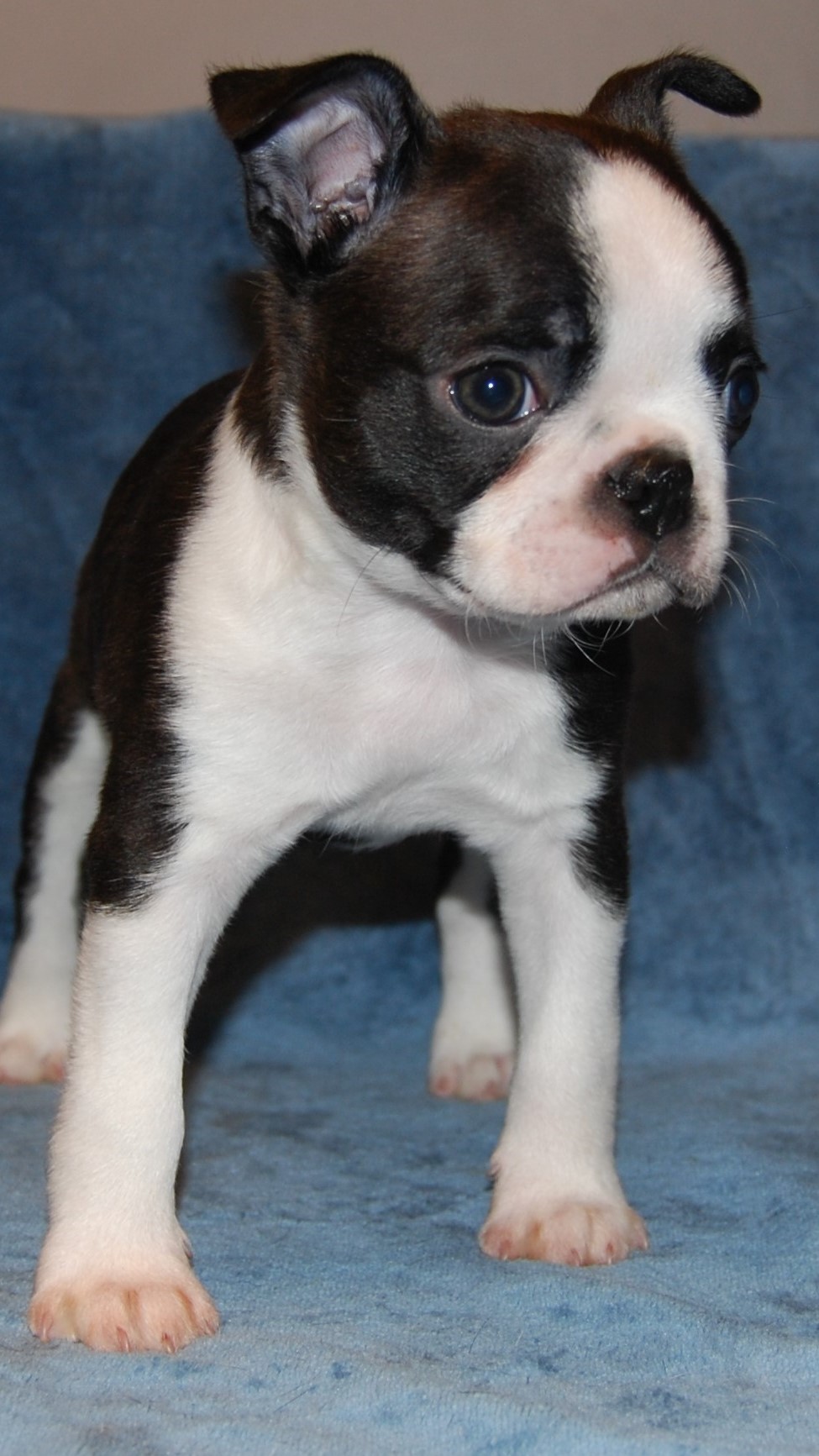  Copyright Kennel Noble Ones