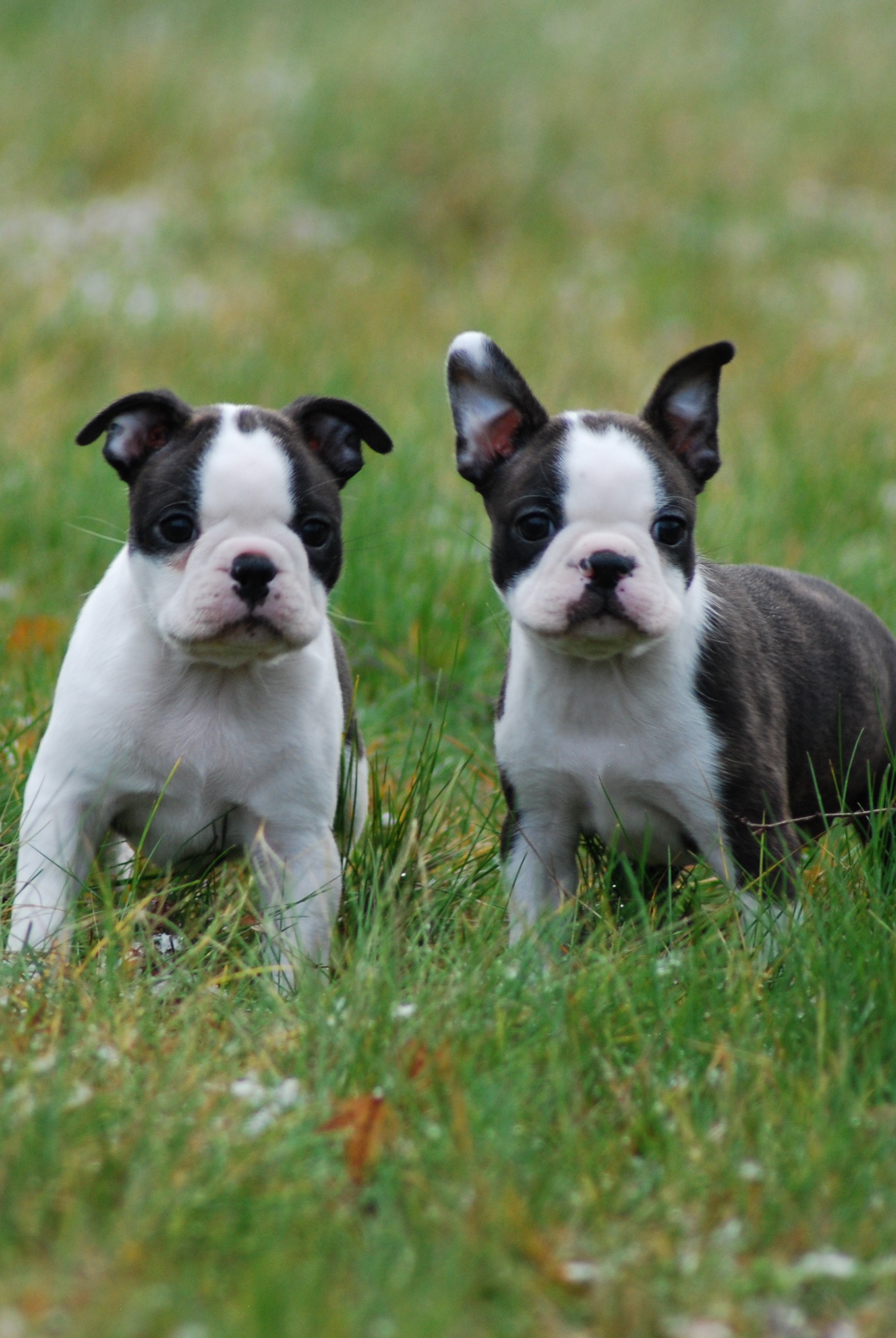  Copyright Kennel Noble Ones