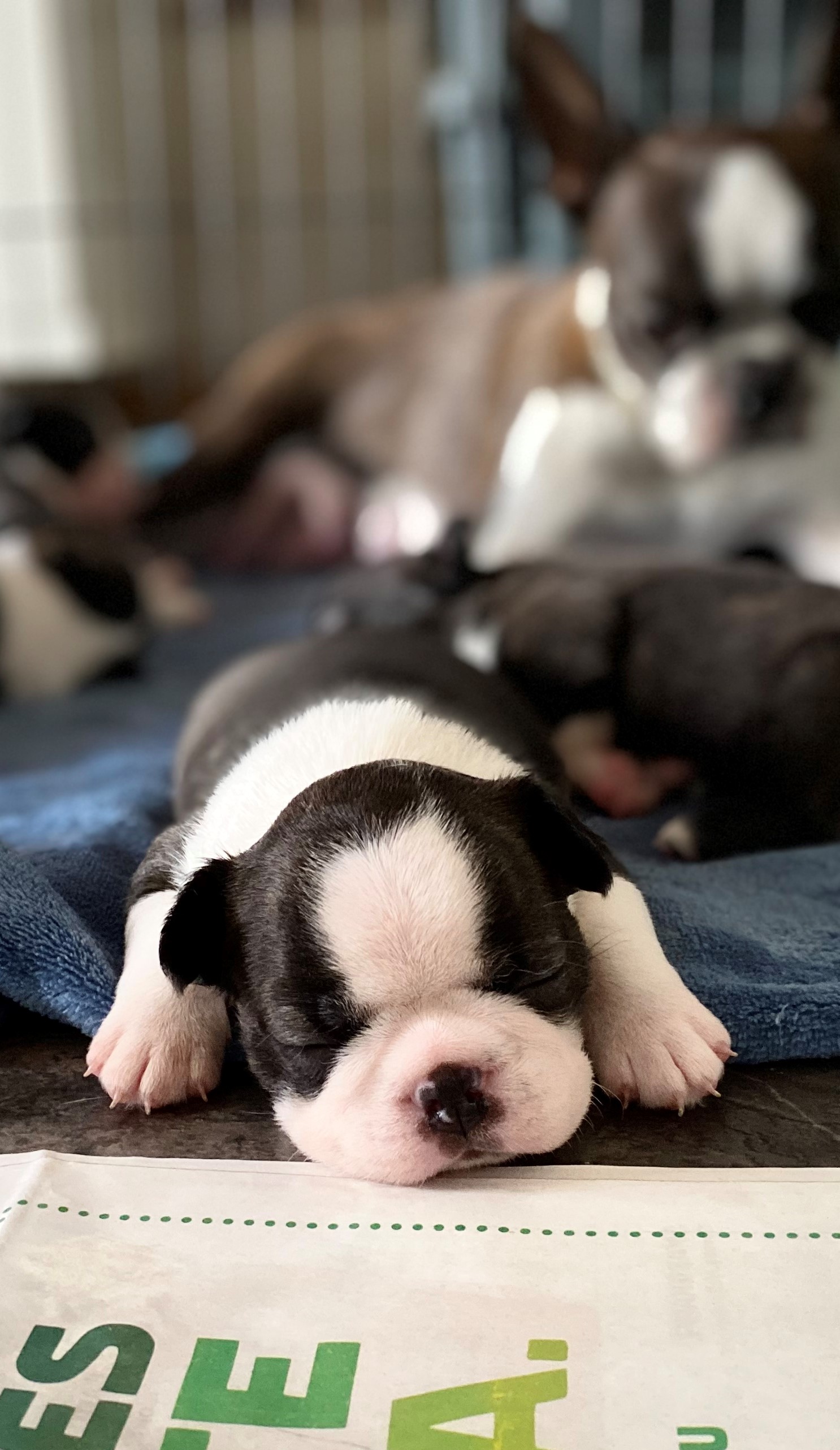  Copyright Kennel Noble Ones