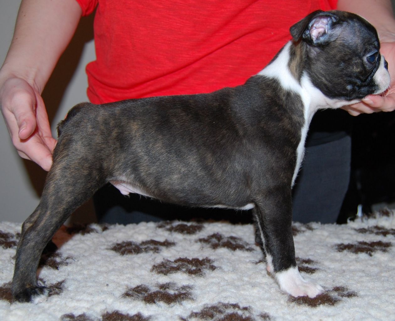 © Copyright Kennel Noble One´s