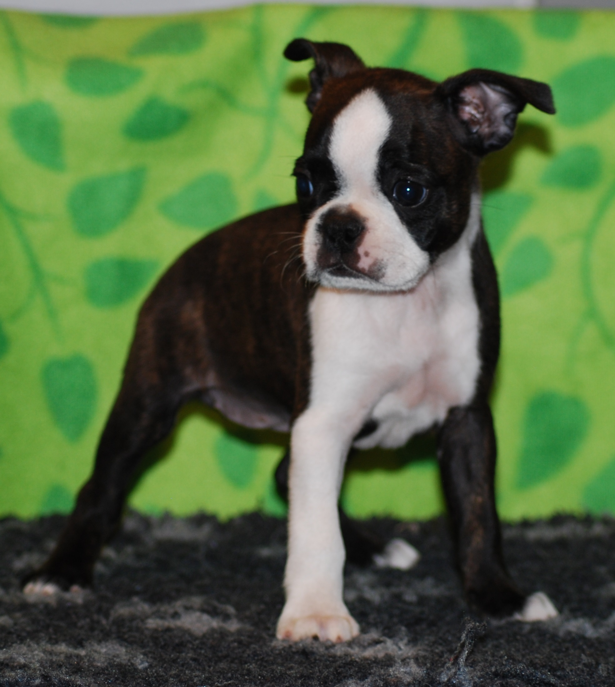 © Copyright Kennel Noble One´s
