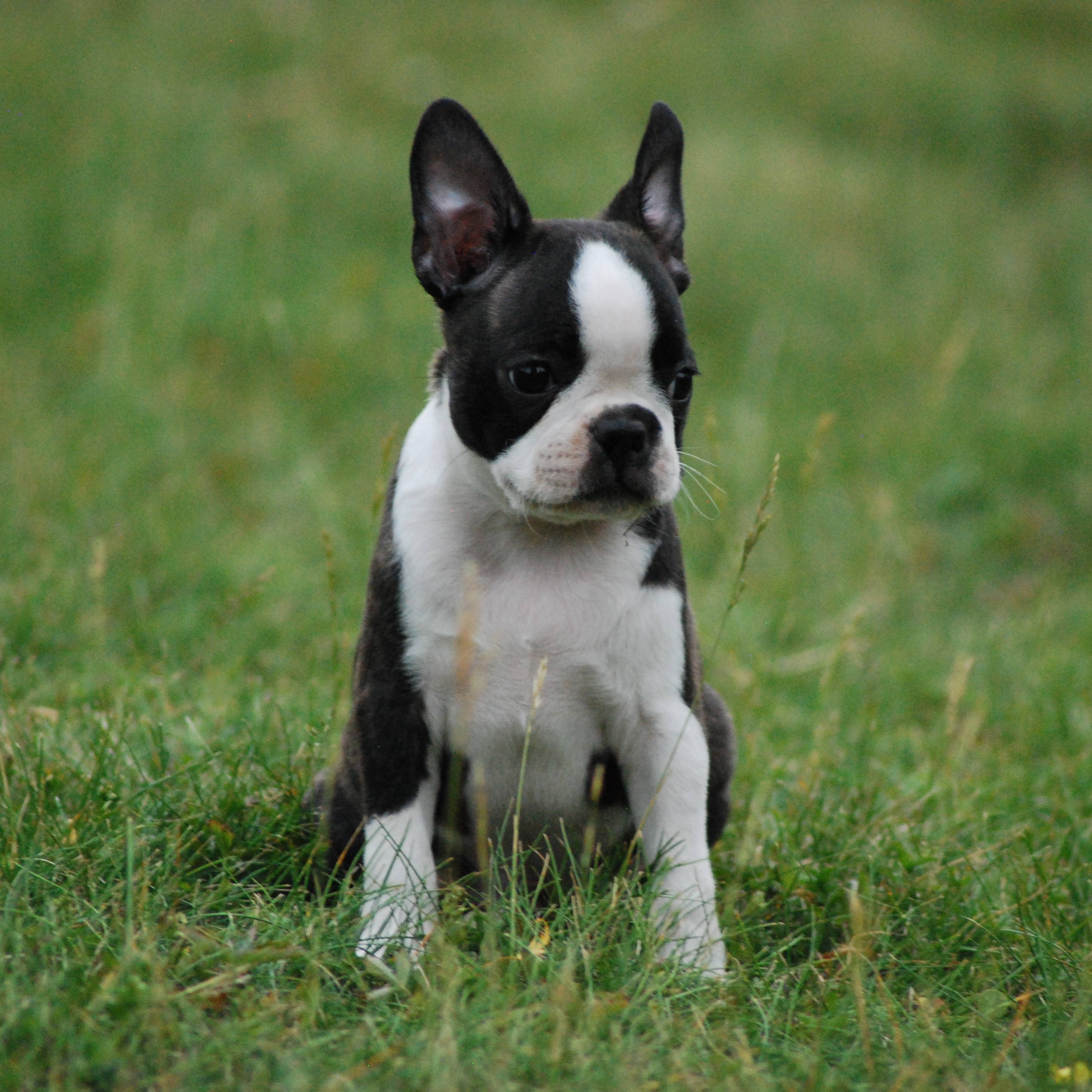 © Copyright Kennel Noble One´s