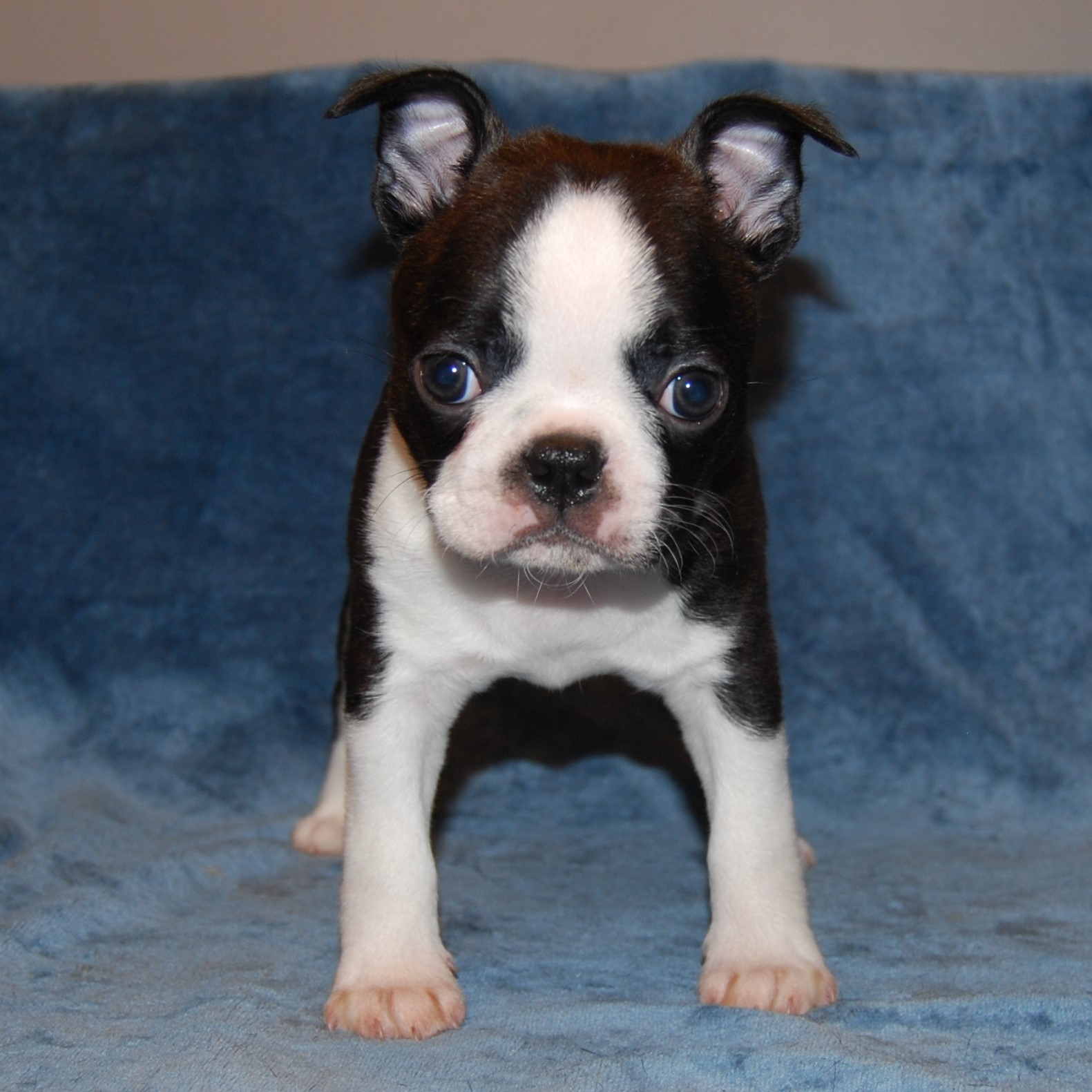 © Copyright Kennel Noble One´s