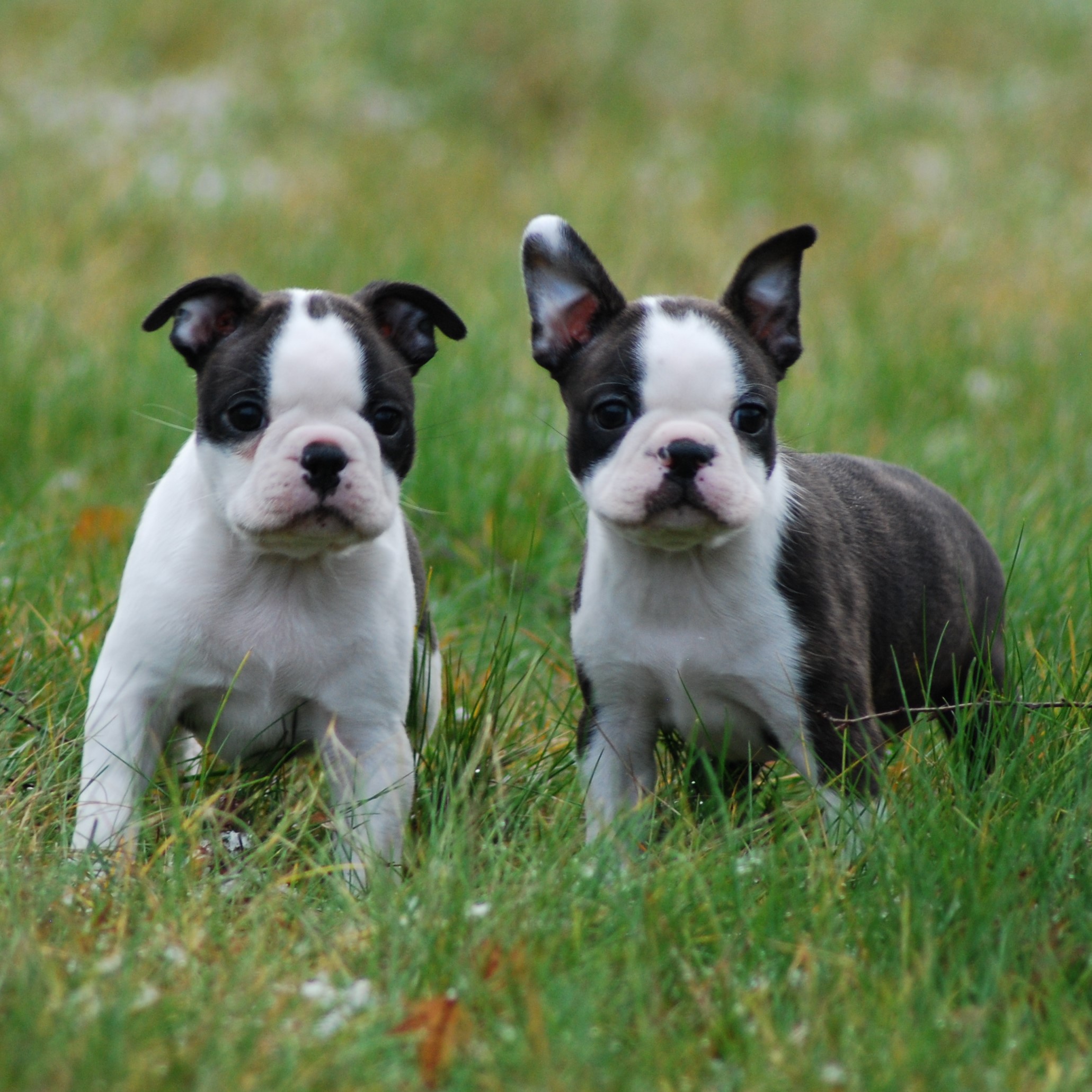 © Copyright Kennel Noble One´s