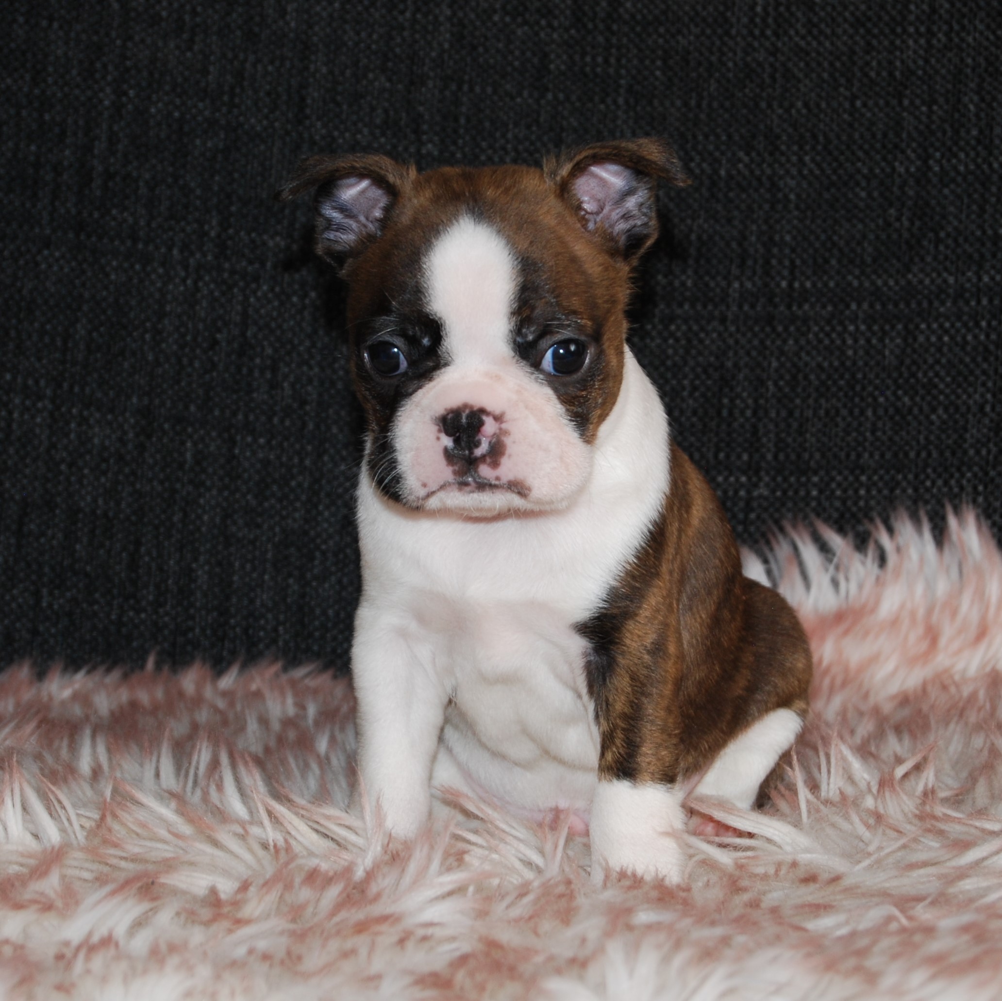 © Copyright Kennel Noble One´s