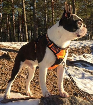 Copyright Kennel Noble Ones