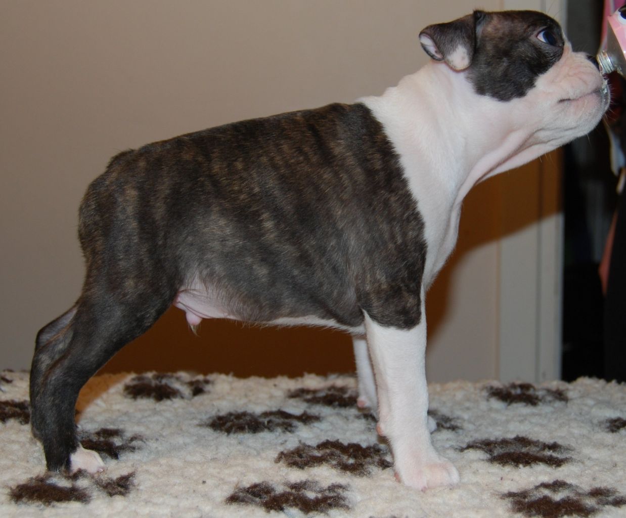 © Copyright Kennel Noble One´s