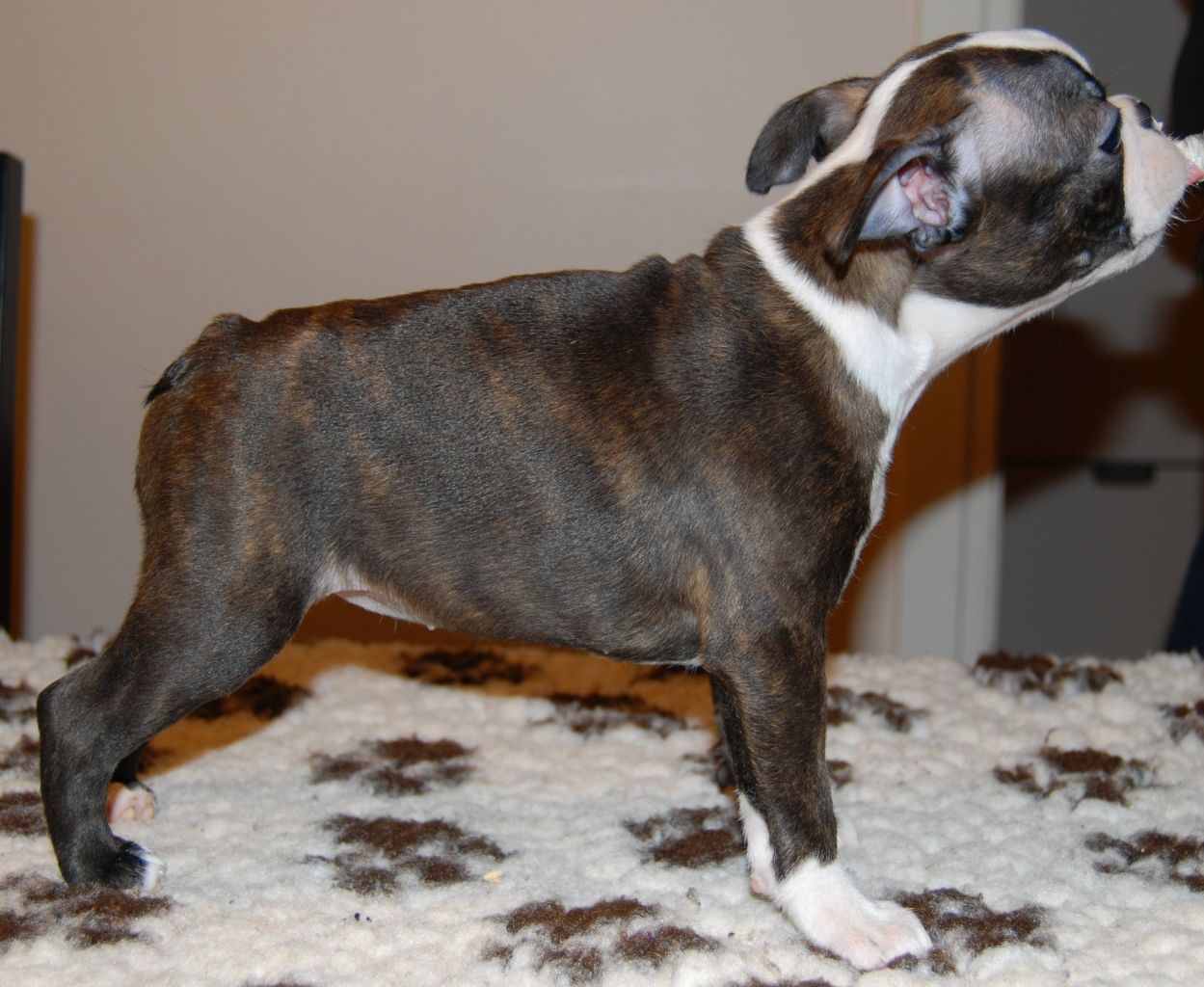 © Copyright Kennel Noble One´s