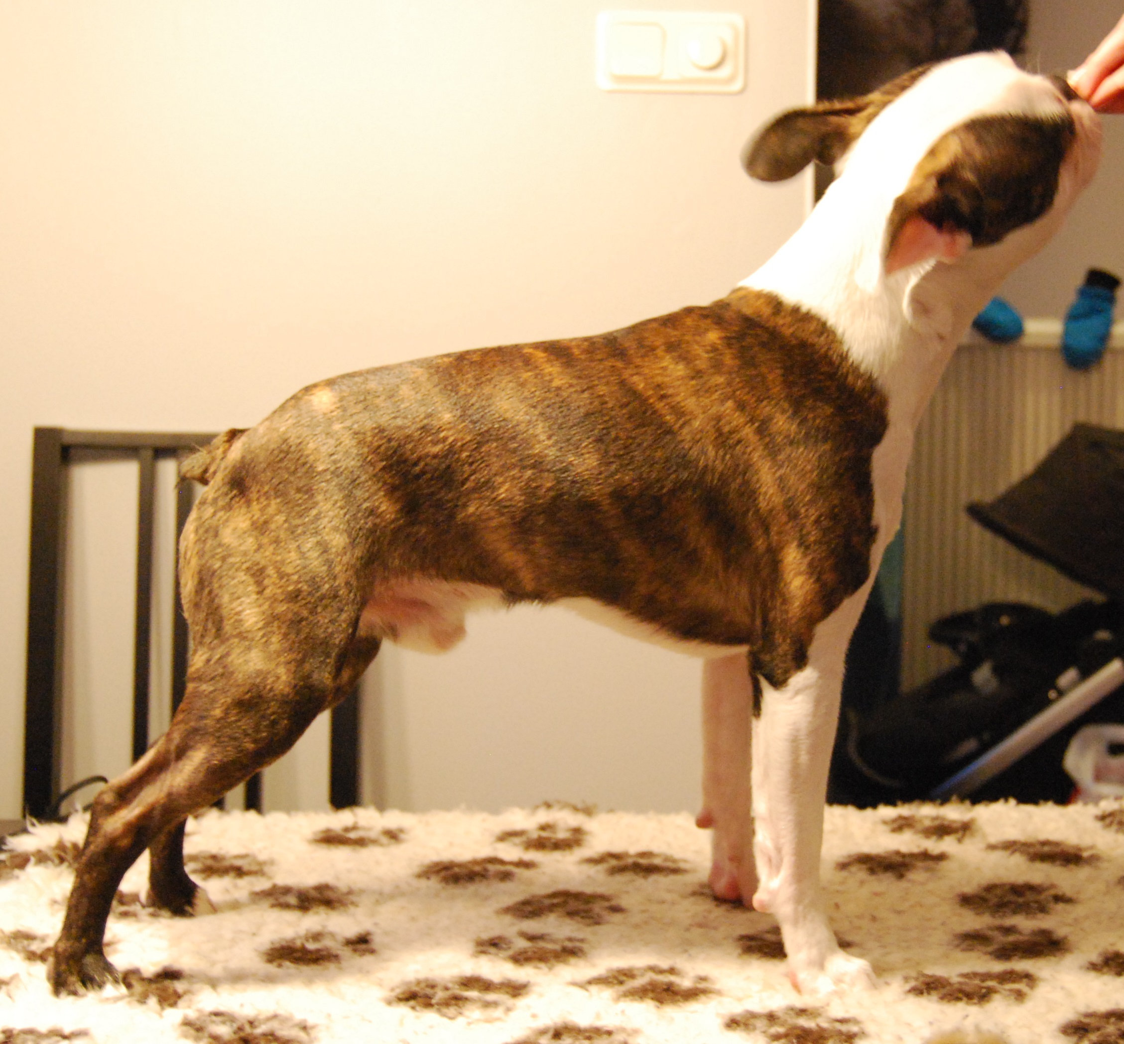 © Copyright Kennel Noble One´s