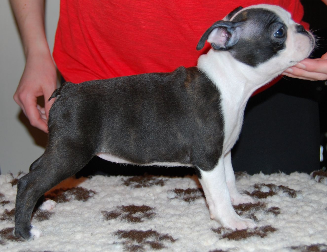© Copyright Kennel Noble One´s