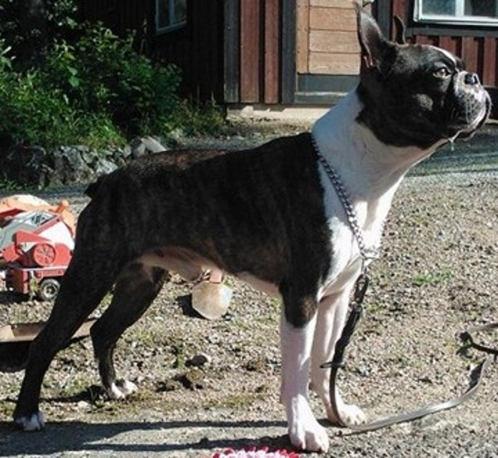  Copyright Kennel Noble Ones