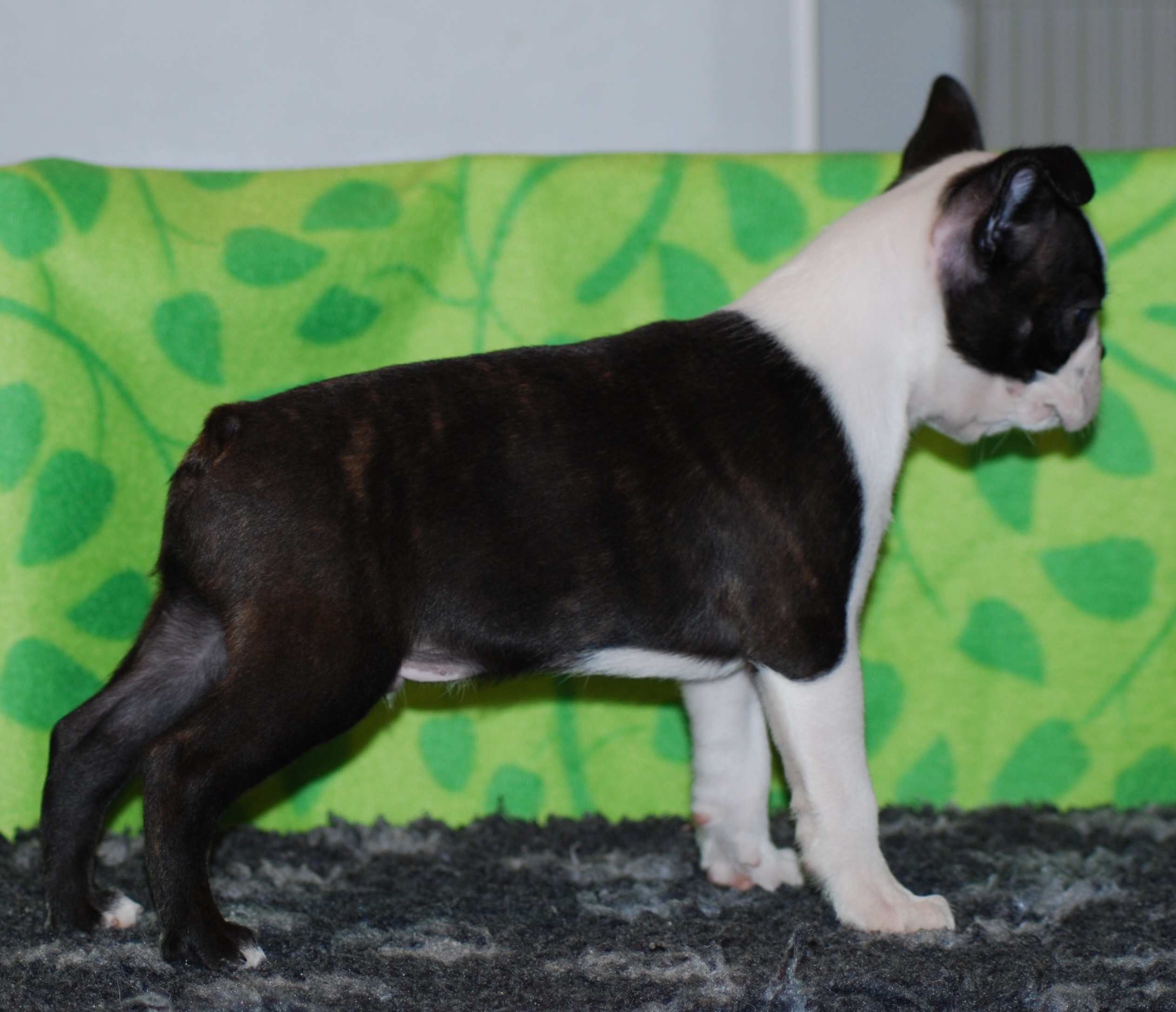  Copyright Kennel Noble Ones