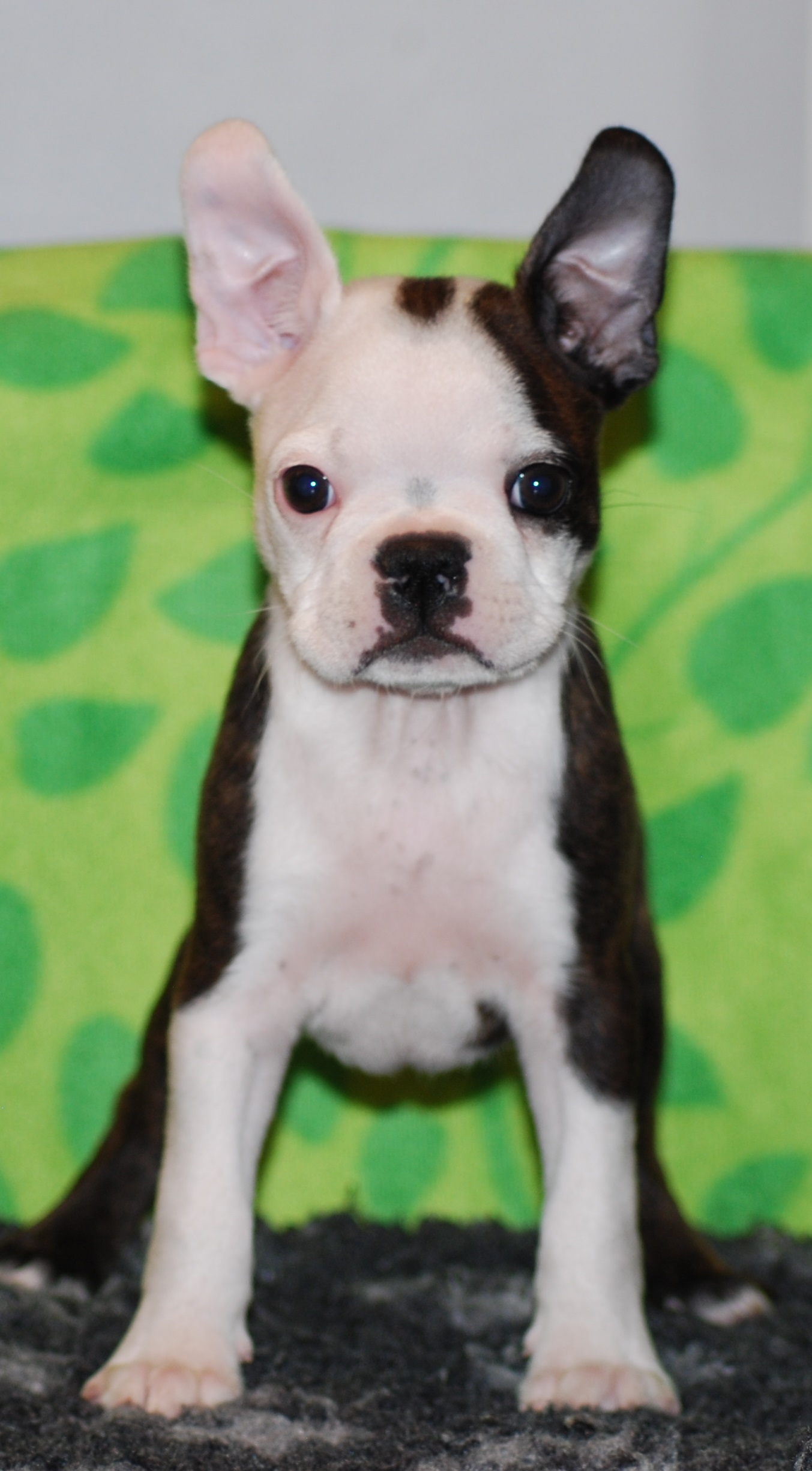 Copyright Kennel Noble Ones