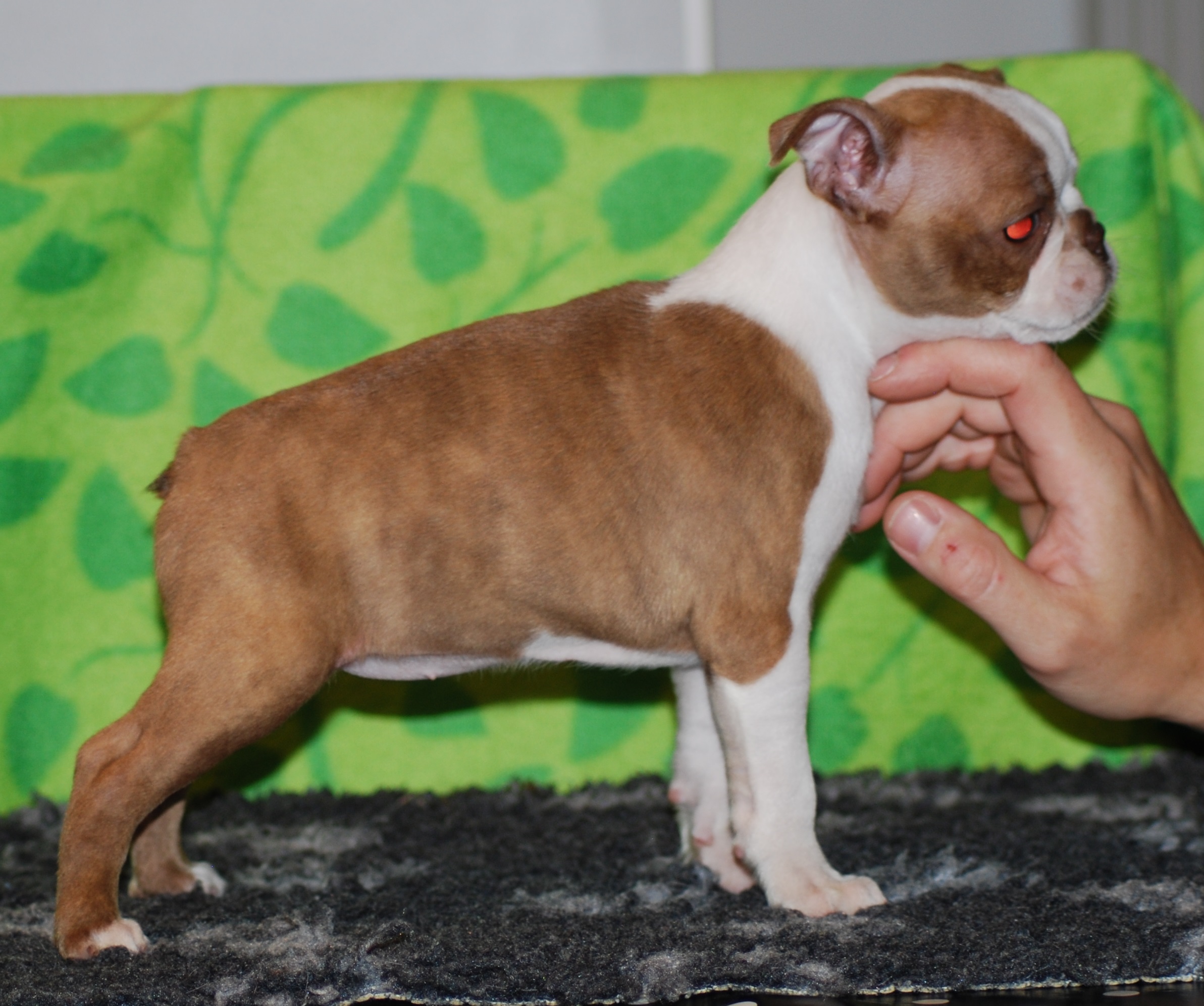  Copyright Kennel Noble Ones