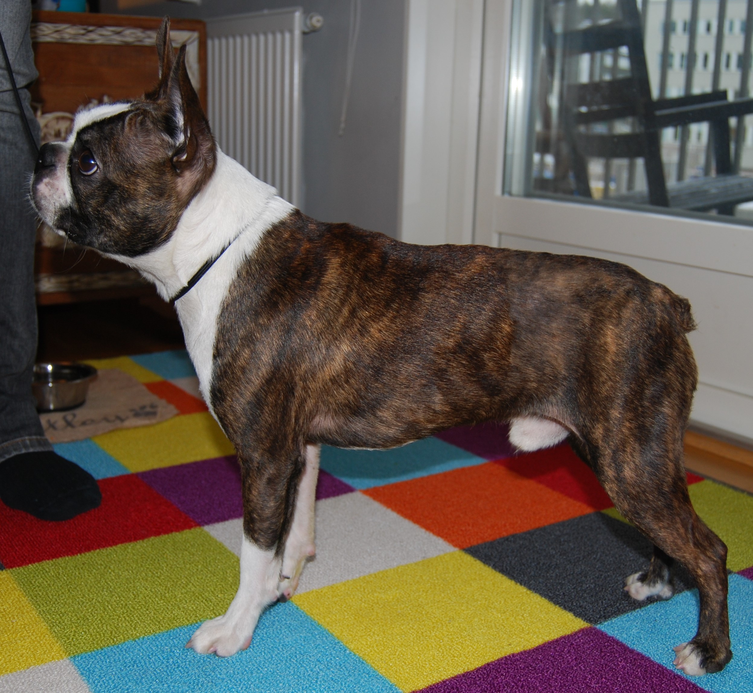  Copyright Kennel Noble Ones