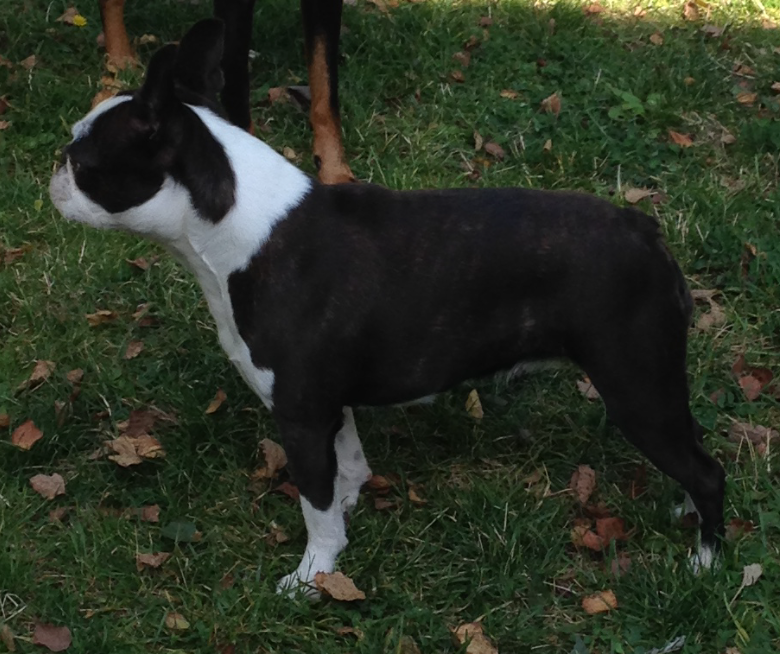  Copyright Kennel Noble Ones