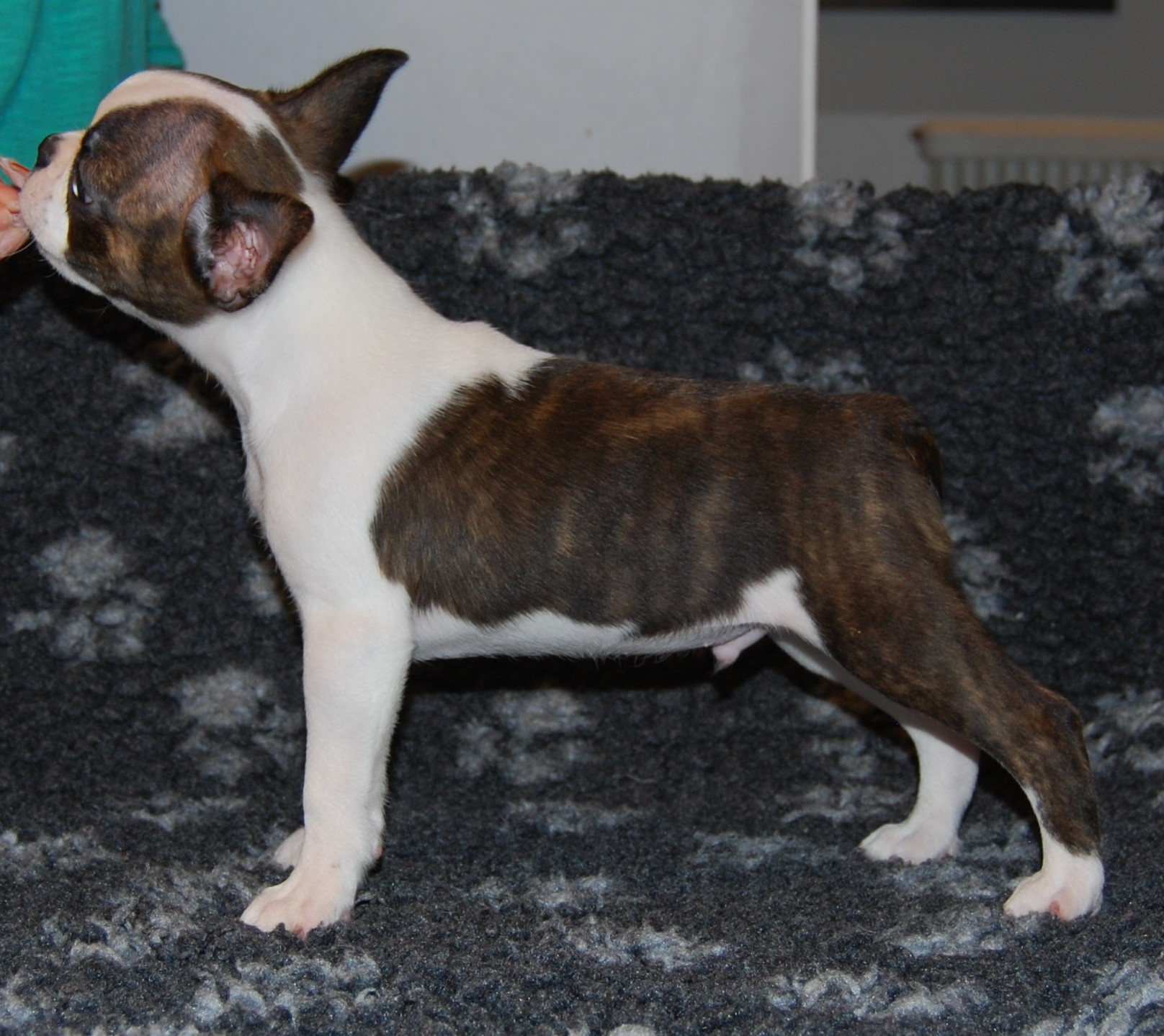 © Copyright Kennel Noble One´s