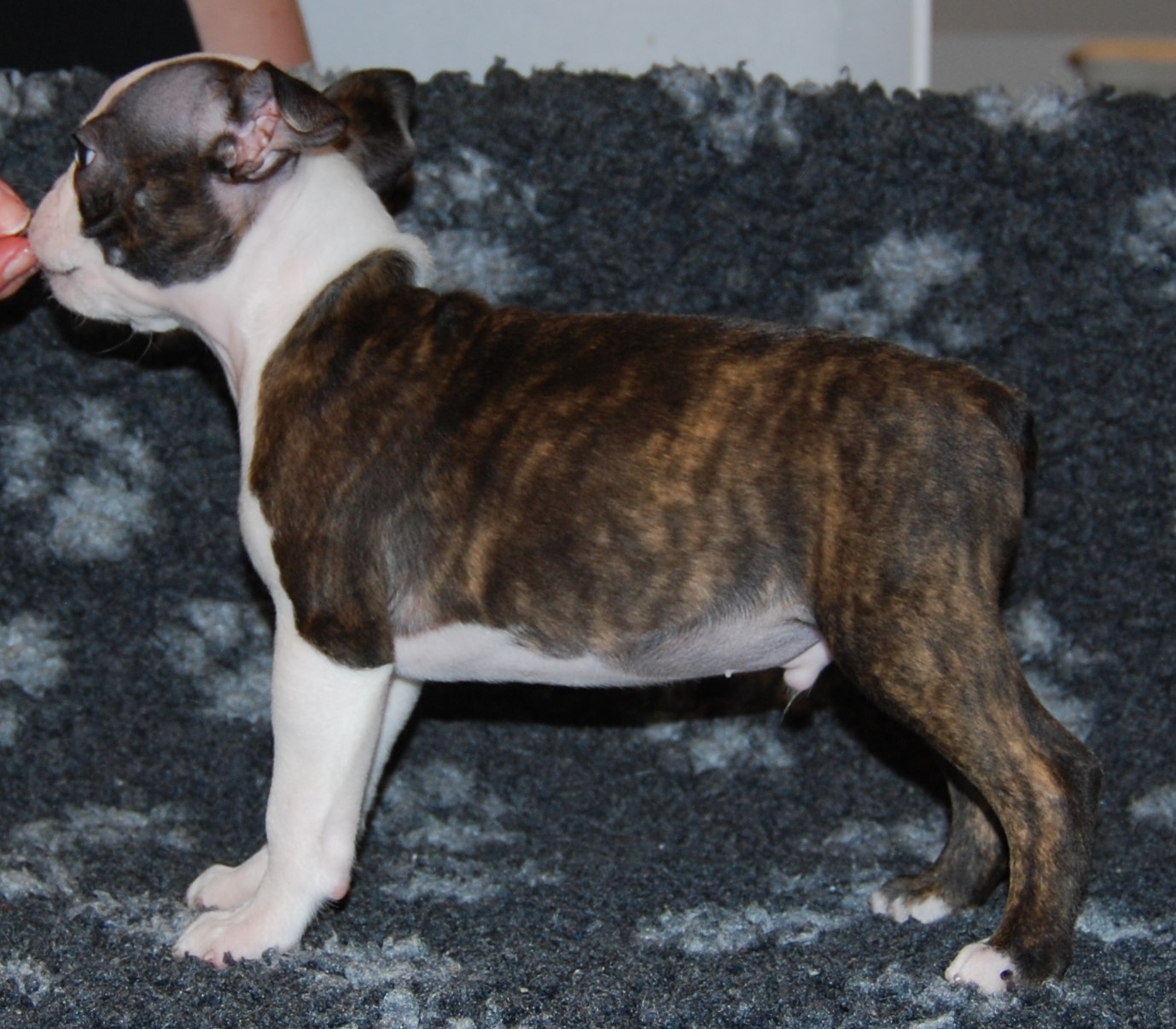 © Copyright Kennel Noble One´s