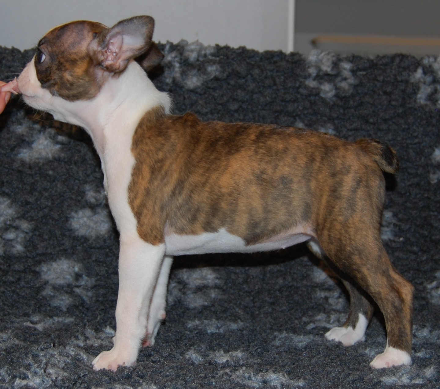 © Copyright Kennel Noble One´s