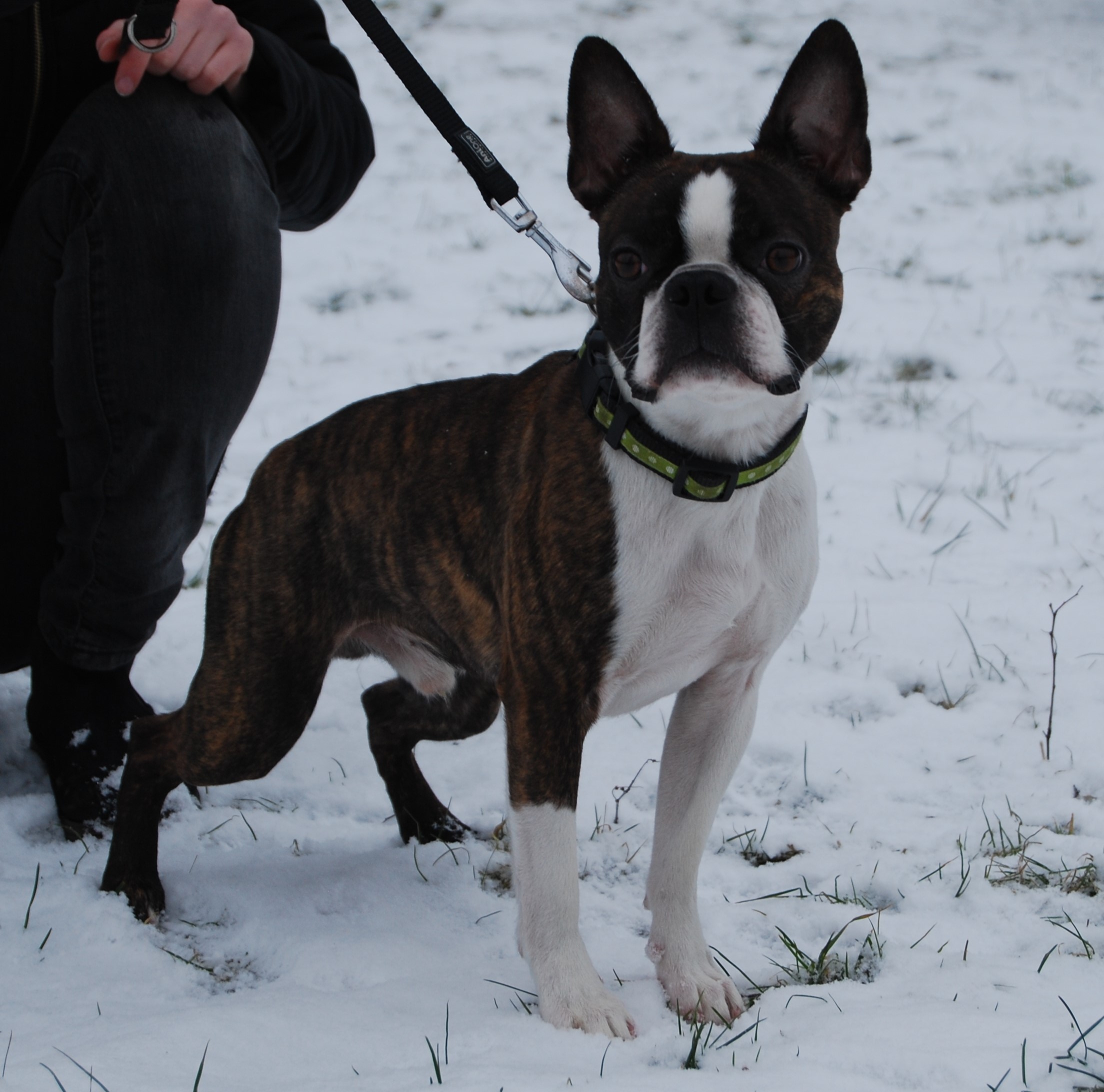 © Copyright Kennel Noble One´s
