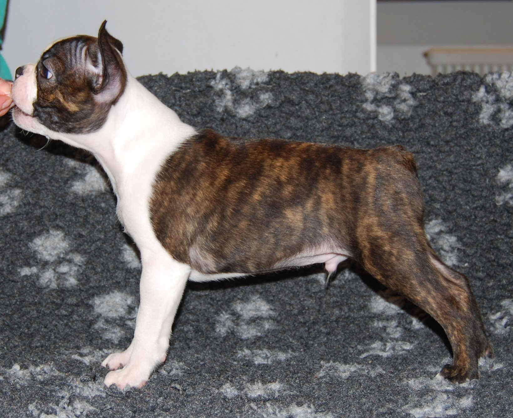 © Copyright Kennel Noble One´s