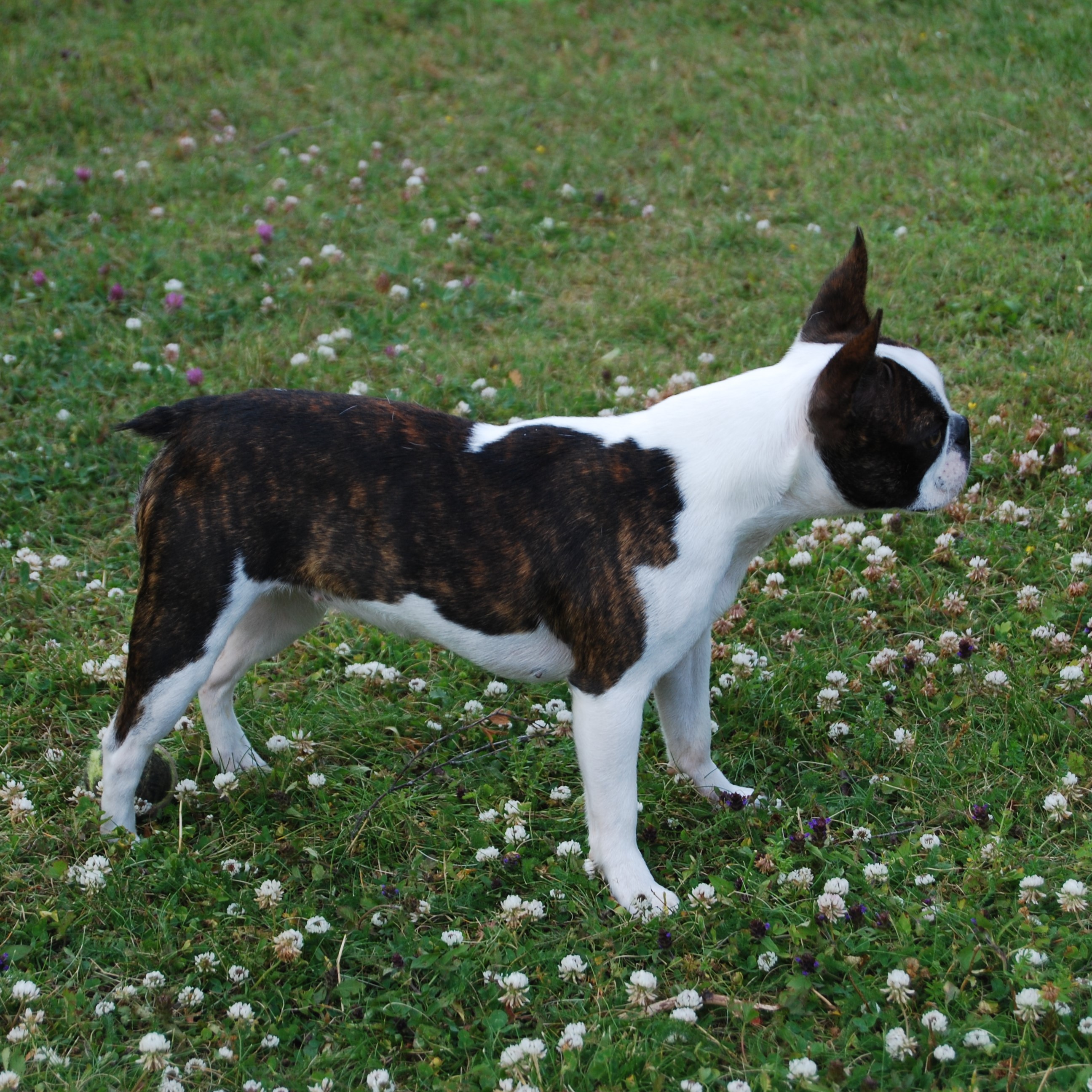 © Copyright Kennel Noble One´s