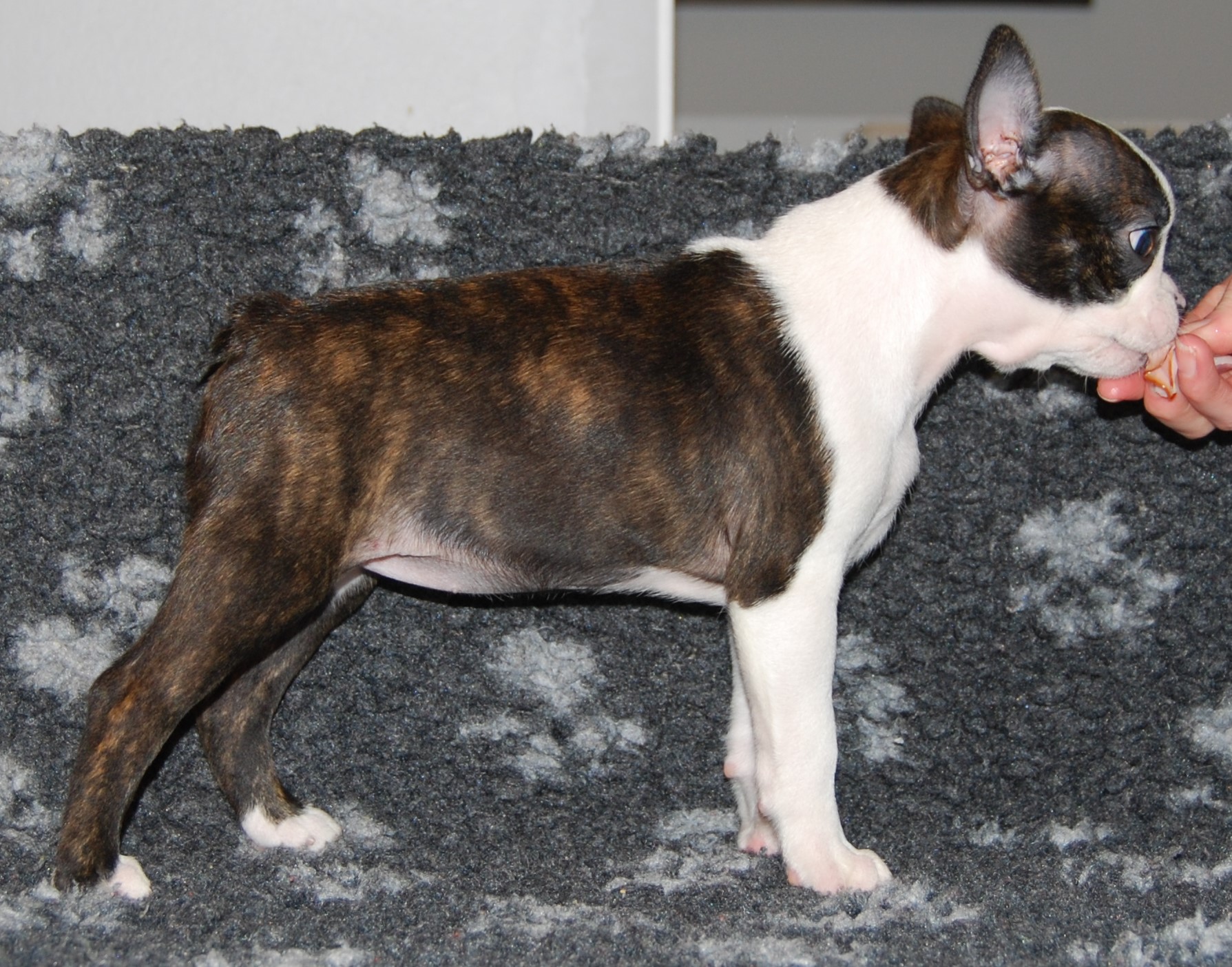 © Copyright Kennel Noble One´s