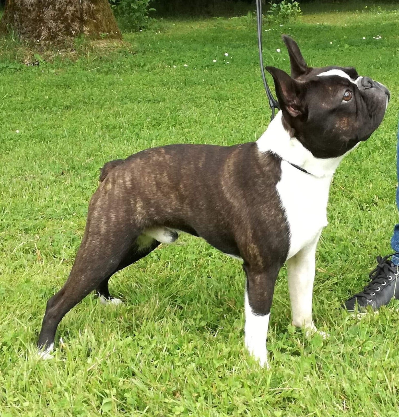  Copyright Kennel Noble Ones