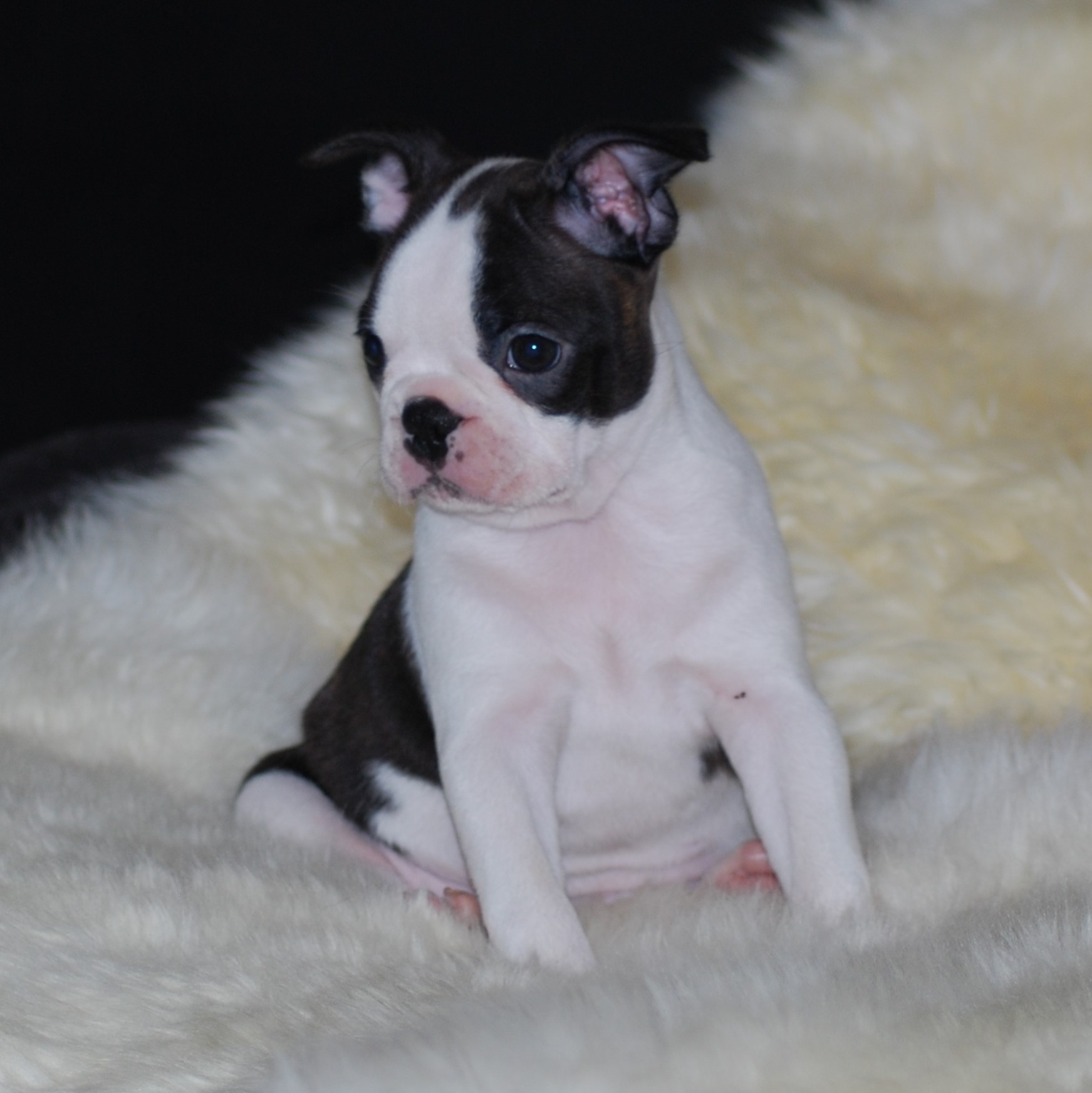  Copyright Kennel Noble Ones