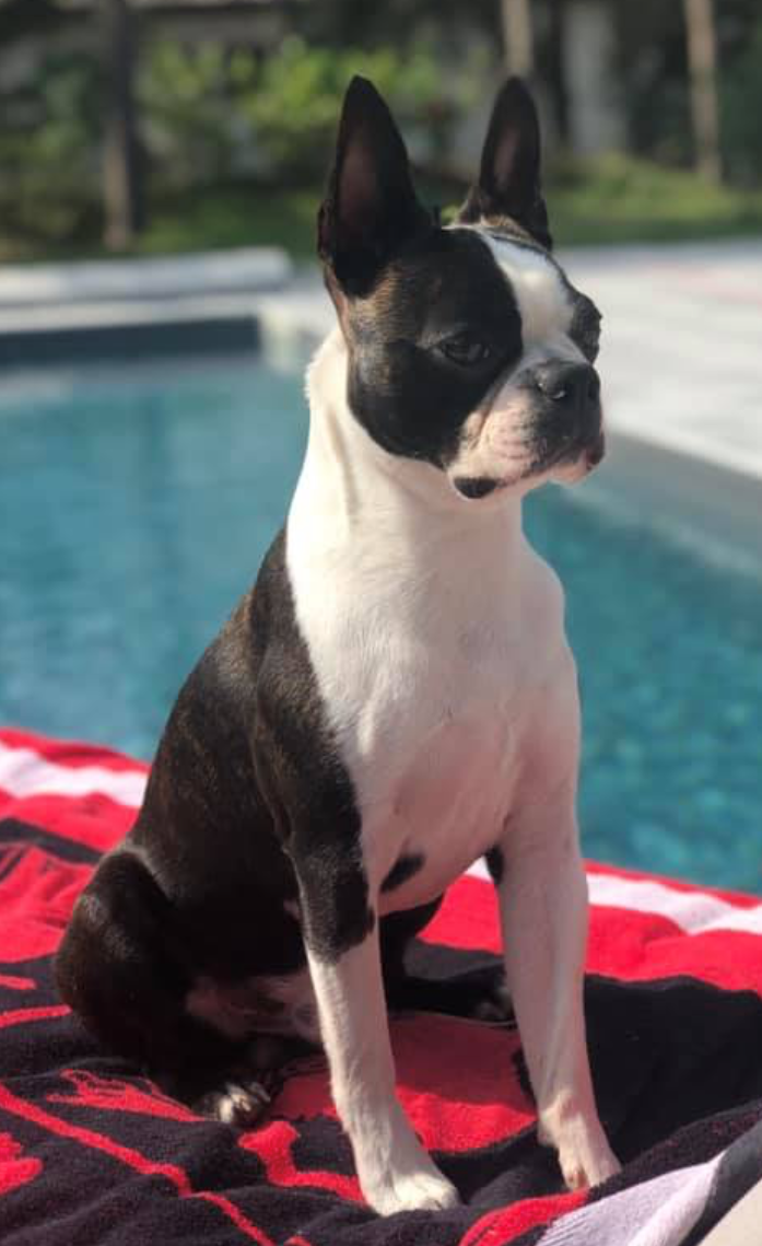  Copyright Kennel Noble Ones