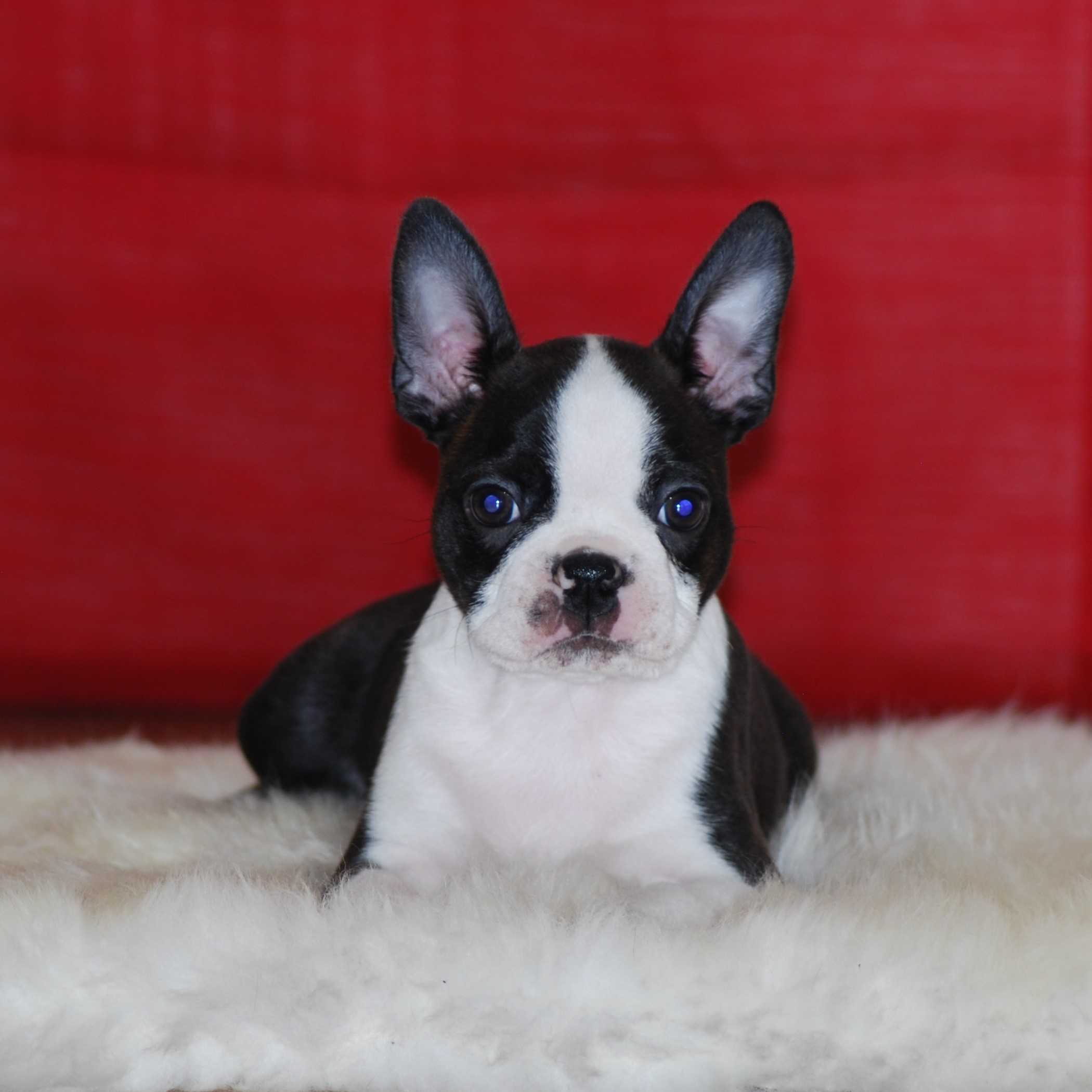  Copyright Kennel Noble Ones