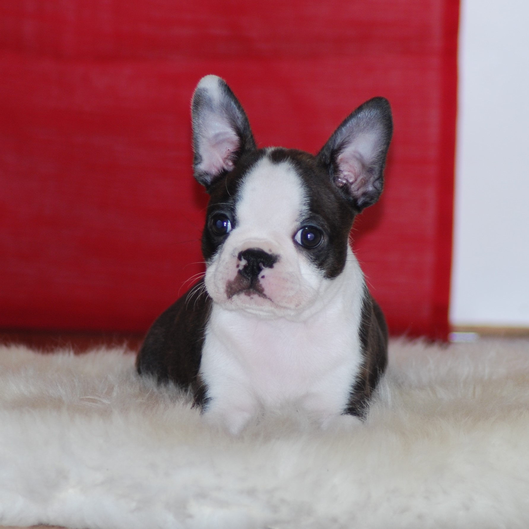  Copyright Kennel Noble Ones