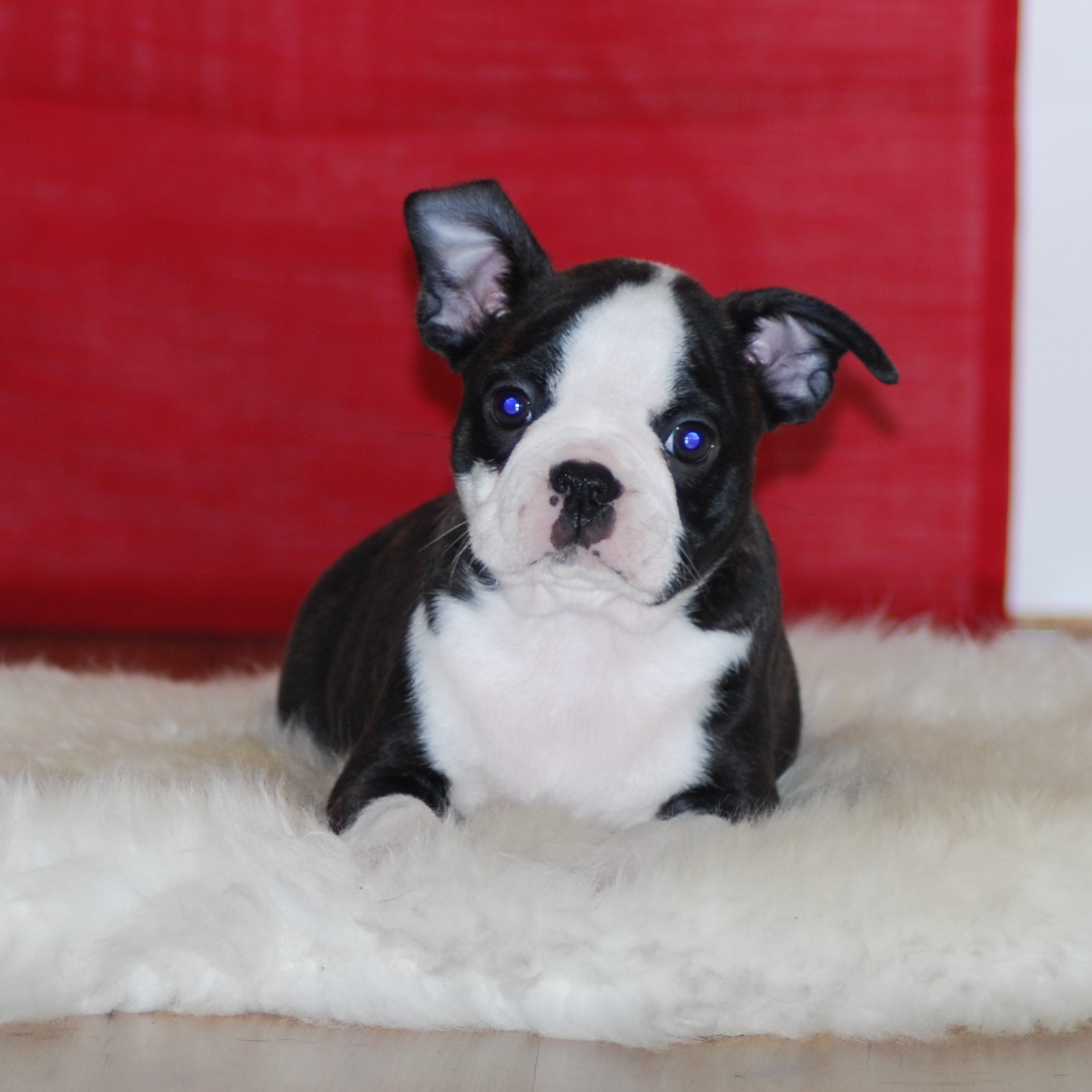  Copyright Kennel Noble Ones