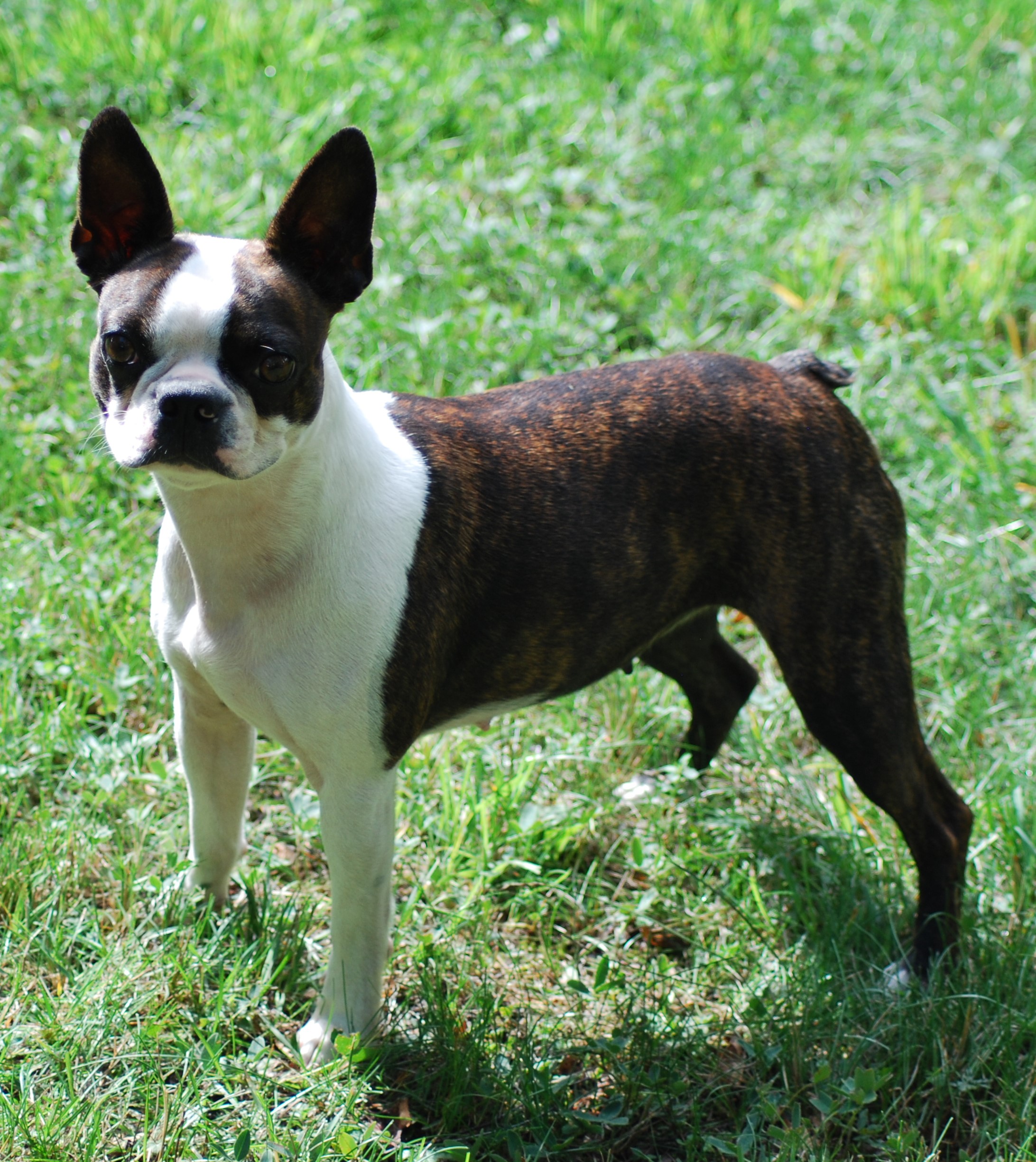 © Copyright Kennel Noble One´s