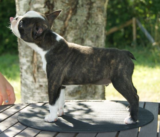  Copyright Kennel Noble Ones
