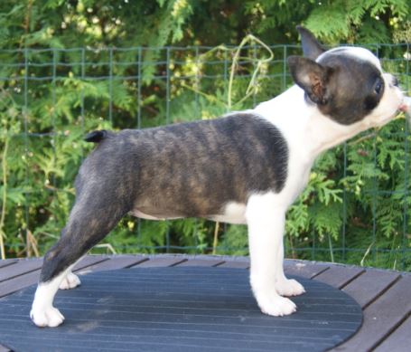  Copyright Kennel Noble Ones