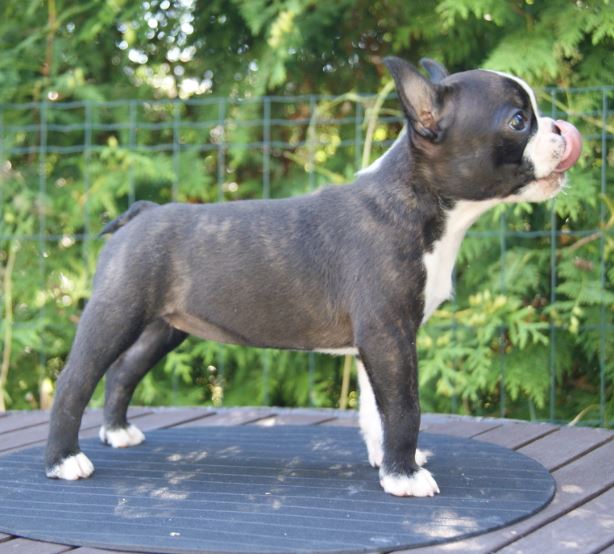  Copyright Kennel Noble Ones