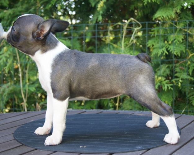 Copyright Kennel Noble Ones