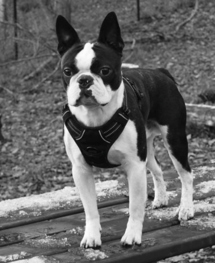  Copyright Kennel Noble Ones